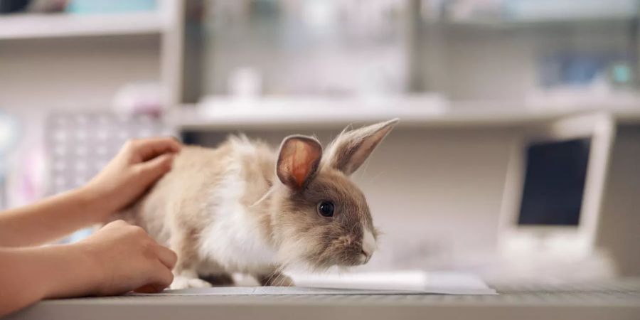 Rabbit Fever